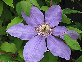 花,紫色,自然