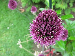 韭菜,開(kāi)花,花