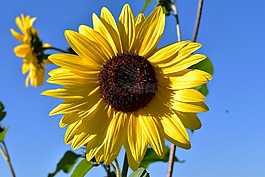 太陽花,花,廠