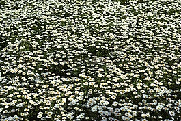 黛西,花卉,春
