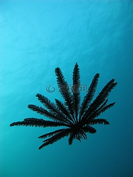 浮动的羽毛星,水肺,印度尼西亚