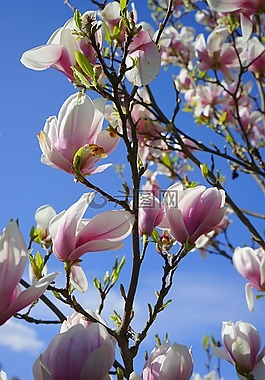 郁金香 玉蘭,鮮花,blütenmeer