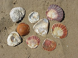 海灘,太陽,貽貝