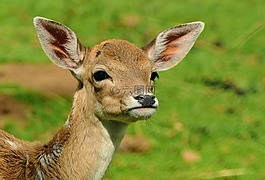 獐鹿,小鹿,kitz