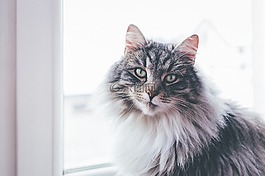 貓,動物,寵物