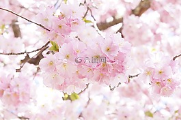 樹,花樹,盛開