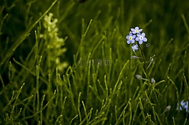 百合,花,野花