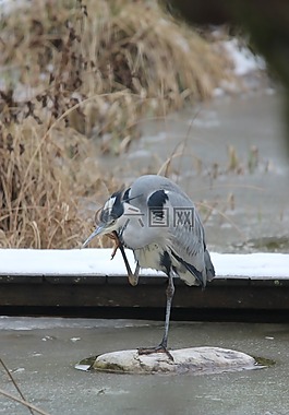 蒼鷺,鳥,東部