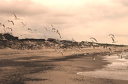 海鷗,海灘,烏賊墨
