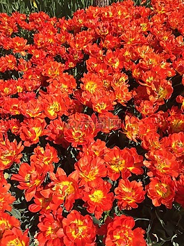 郁金香,鮮花,橙色