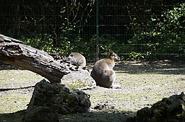 袋鼠,班納特的袋鼠,動物園