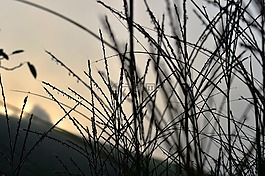 霧,心情,草
