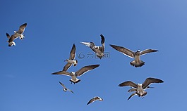鳥,的,海