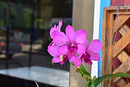 花,粉紅色的花,蘭花