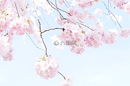 樹,花樹,盛開