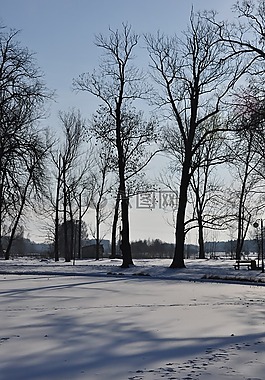 冬季,雪,景觀