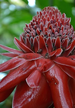 熱帶,花,花的