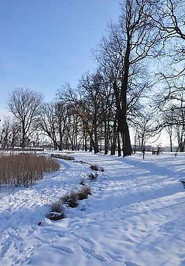 冬季,雪,景觀