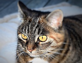 貓,動物,寵物