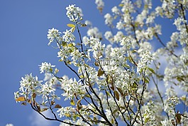 amelanchier,鲜花,白
