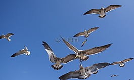 鳥,的,海