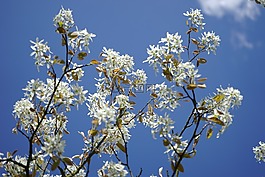 amelanchier,鲜花,白
