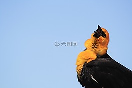 野生動(dòng)物,戶外,自然