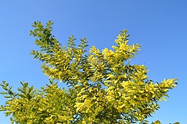 含羞草,花,黃色