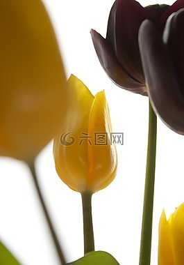 郁金香,鮮花,自然