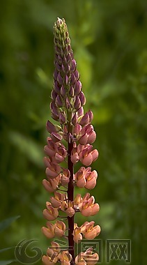 百合,花,野花