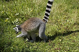 環(huán)尾狐猴,prosimian,狐猴catta