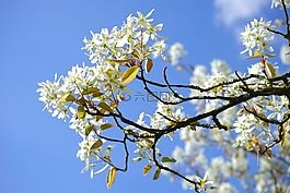 amelanchier,鲜花,白
