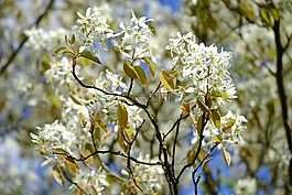 amelanchier,鲜花,白