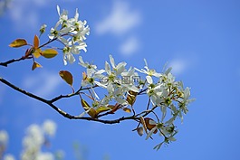 amelanchier,鲜花,白