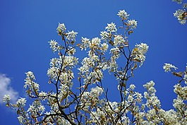 amelanchier,鲜花,白