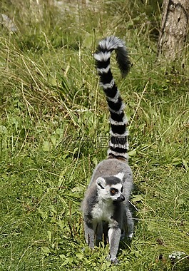 環(huán)尾狐猴,prosimian,狐猴catta