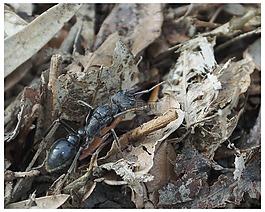 螞蟻,myrmecia,myrmecia膜蟲