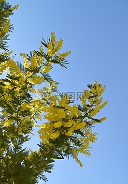 含羞草,花,黃色