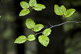 百合,花,野花