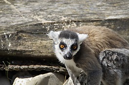 環尾狐猴,狐猴,prosimian