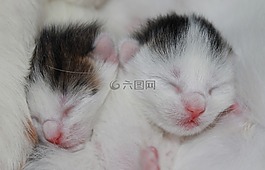 小貓,嬰兒,白