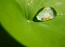 一滴水,滴,葉子