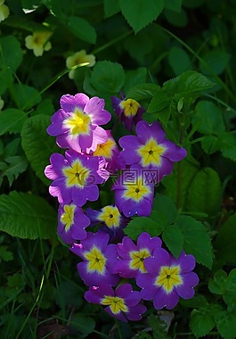 報春花,花,開花