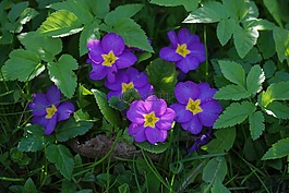 報春花,花,開花