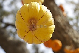 南瓜,黃色,蔬菜