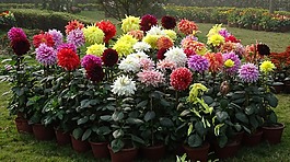 大麗花,花,植物區(qū)系