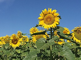 向日葵,和平,鮮花