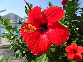 芙蓉,紅色,開花