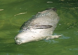 密封,動(dòng)物園,水