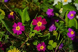 報春花,開花,紅色